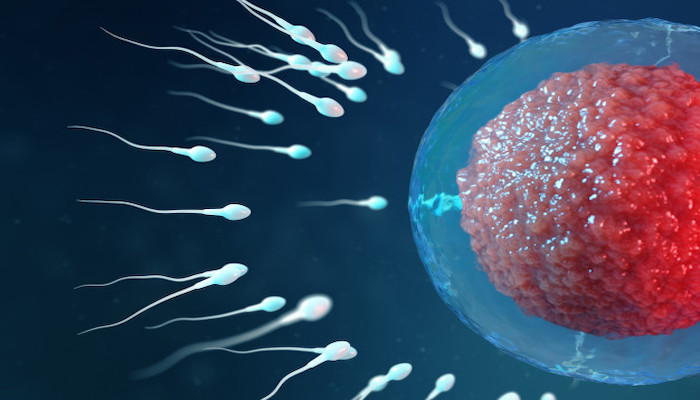 sperm sayısı