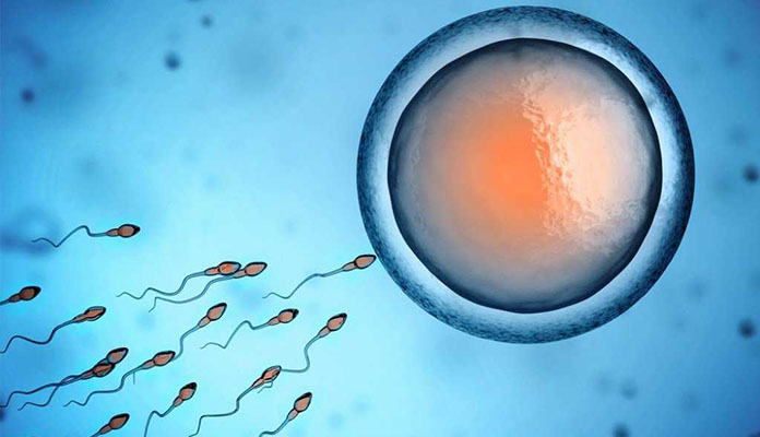 sperm donasyonu aşamaları