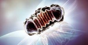 Sitoplazma ve mitokondri nakli