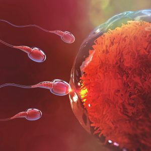 Sperm Donasyonu Fiyatları