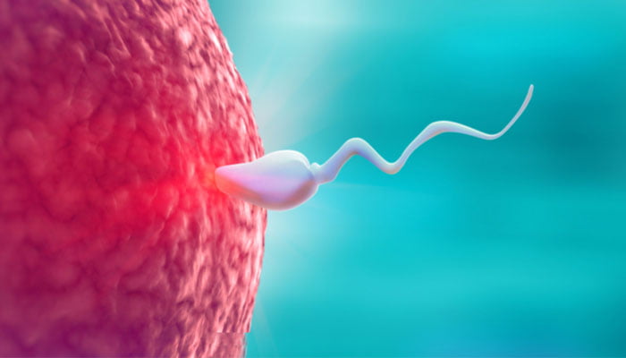 Sperm Dondurma Nedir, Fiyatı Ne Kadar?