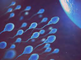 Yumurta ve Sperm Kalitesi Düşük Riskini Etkiler mi