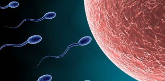 Yumurta ve Sperm Kalitesi Düşük Riskini Etkiler mi