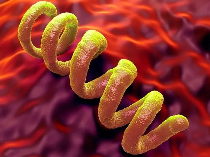 Frengi (Sifiliz) Nedir?