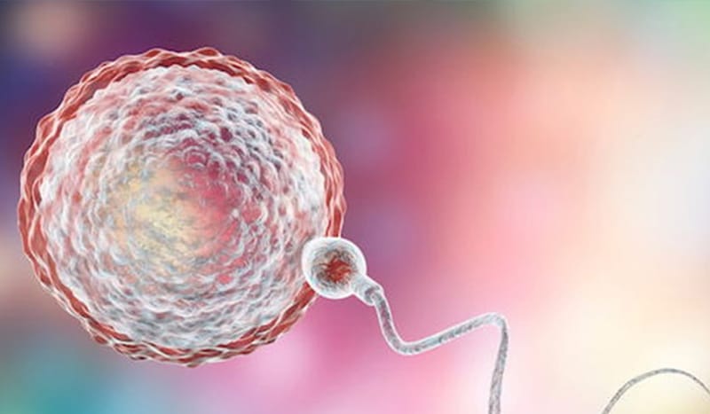 Egg Donation Prices 2026