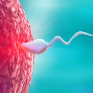 Sperm Dondurma